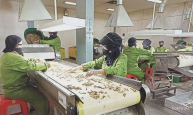 SIDO Anjlok! Peluang Beli Saham Sido Muncul atau Hindari?