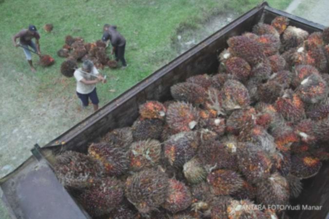 Harga CPO Merangkak Naik Pasca Kenaikan Harga Minyak Kedelai