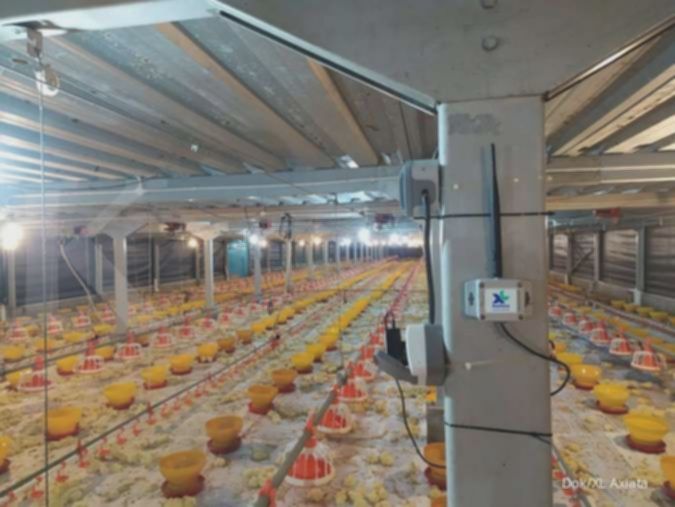 Ayam Broiler Bangkit! Prospek Emiten Poultry 2025 Cemerlang?