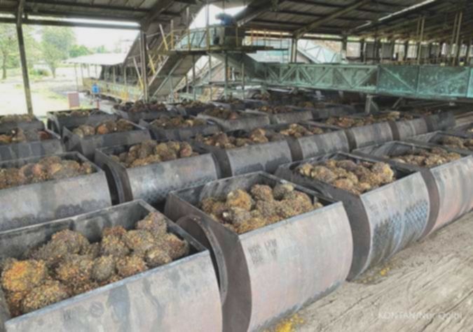 AALI Cetak Rekor! Laba Semester I 2025 Melonjak 40,13%
