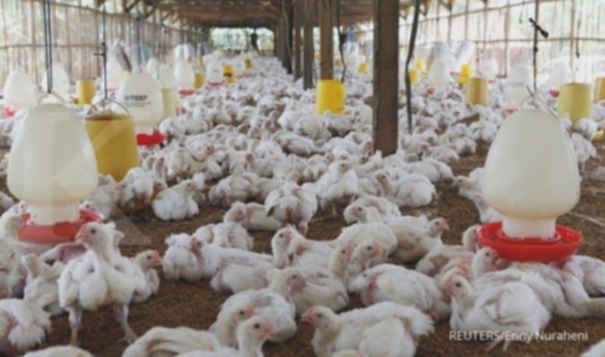 Poultry 2025: Peluang Emas Semester II & Rekomendasi Saham