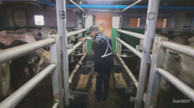 Estika Tata Tiara Ekspansi Bisnis: Impor 250 Sapi Perah Australia!