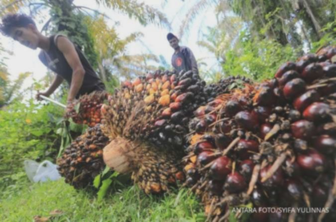 Saham CPO Potensi Cuan! Analis Ungkap Kinerja & Rekomendasi