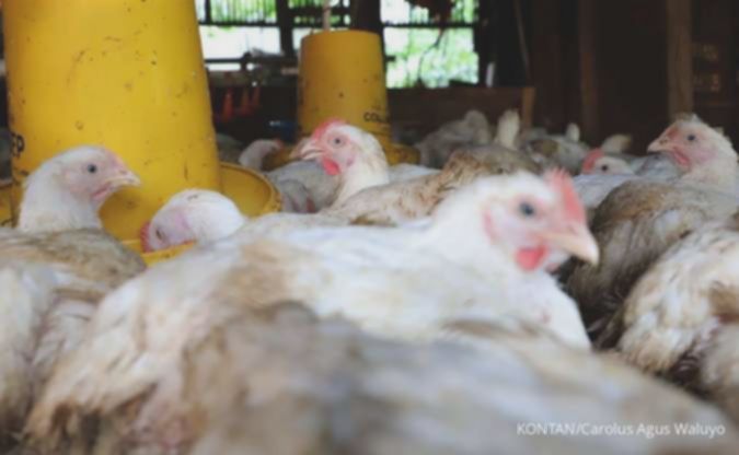 Harga Ayam Stabil? Ini Dia Saham Unggas yang Layak Dibeli!