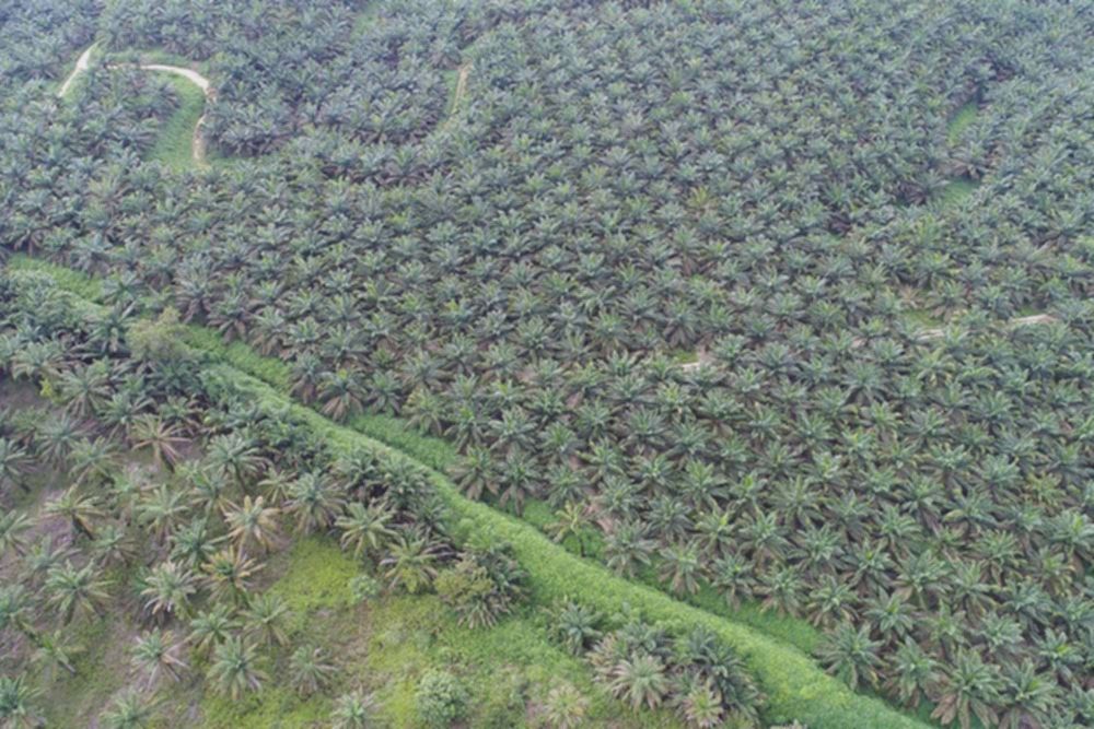 Jadwal Lengkap Pembagian Dividen Interim Astra Agro (AALI), Tertinggi Sejak 2018
