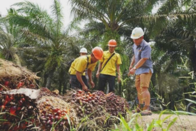 Cisadane Sawit Raya (CSRA) Bagi Dividen Interim Rp 12,2 per Saham, Cek Jadwalnya