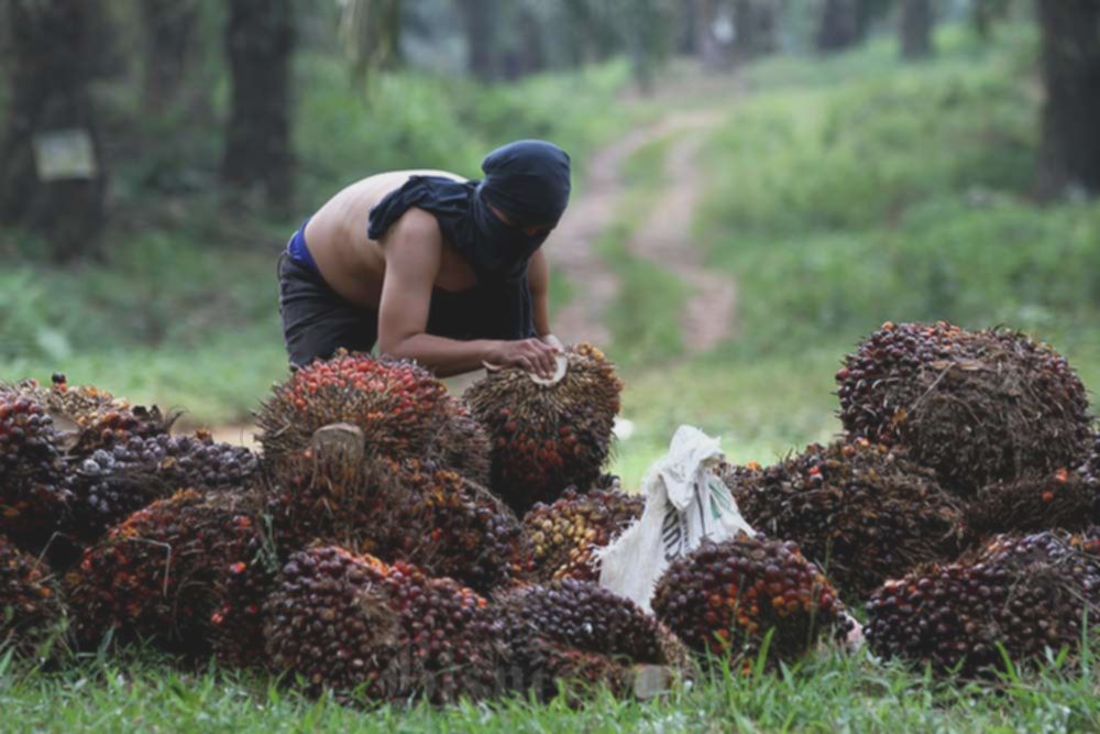 Cisadane Sawit (CSRA) Tebar Dividen Interim Rp12,20 per Saham, Cek Jadwalnya