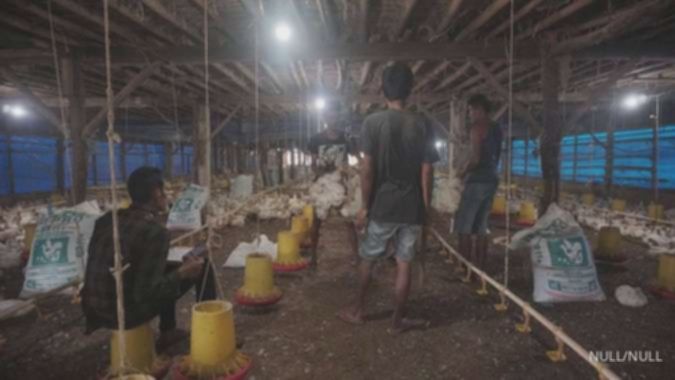 Saham JPFA Menguat Jelang Public Expose, Kinerja Semester I-2025 Masih Tertekan