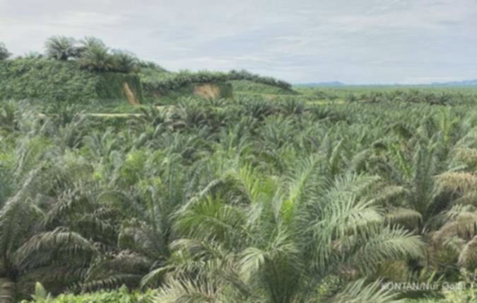 Astra Agro Lestari (AALI) Cetak Kinerja Moncer per Kuartal III-2025, Ini Rinciannya