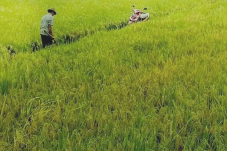 Rp 81,2 Triliun Digelontorkan! Kemenkeu Genjot Anggaran Ketahanan Pangan