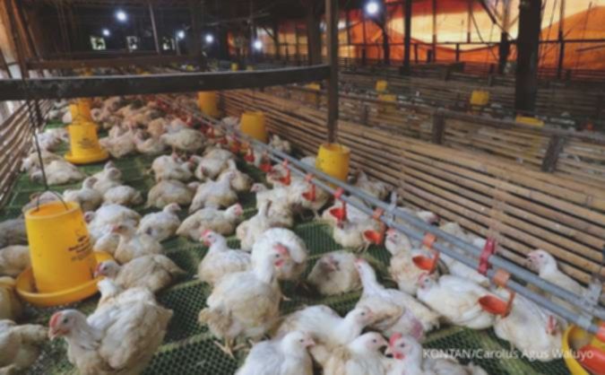 Proyek Danantara Bakal Jadi Ancaman Bagi Emiten Poultry, Simak Rekomendasi Analis