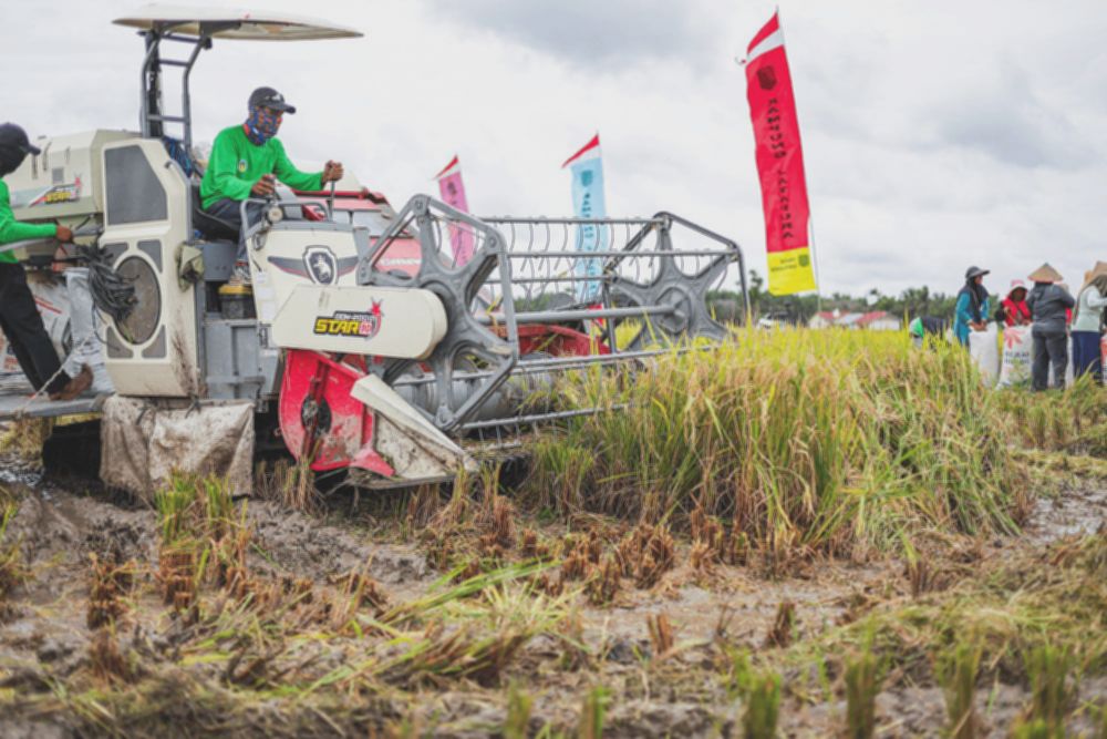 Riau Genjot Ketahanan Pangan: Pemprov & BI Pacu Produktivitas Padi