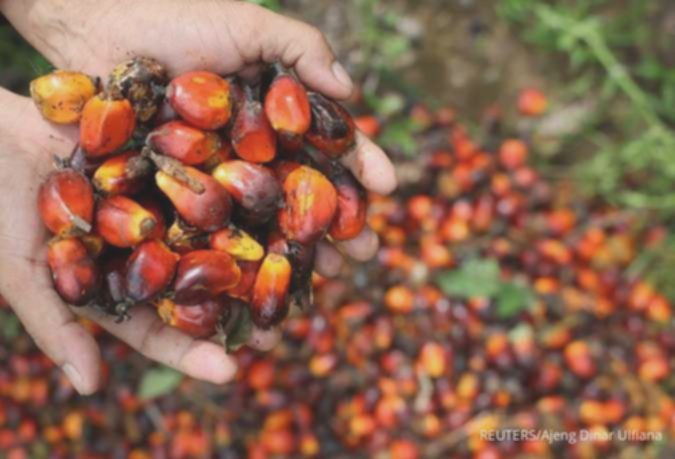 Harga CPO Naik! Emiten Sawit Untung, Ini Rekomendasi Saham Terbaik