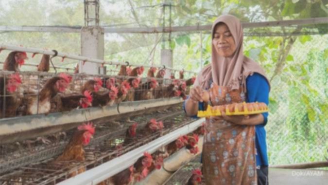 Danantara Masuk Bisnis Peternakan Ayam, Saham Janu Putra Sejahtera (AYAM) Melesat