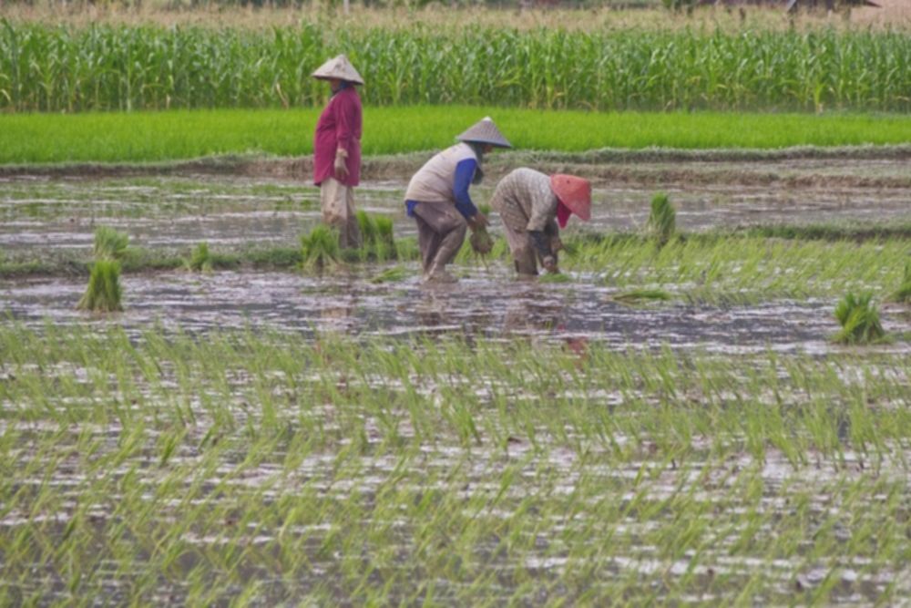 BI Perkuat Dukungan untuk Panen Padi Ramadan 2026 di Pesisir Selatan