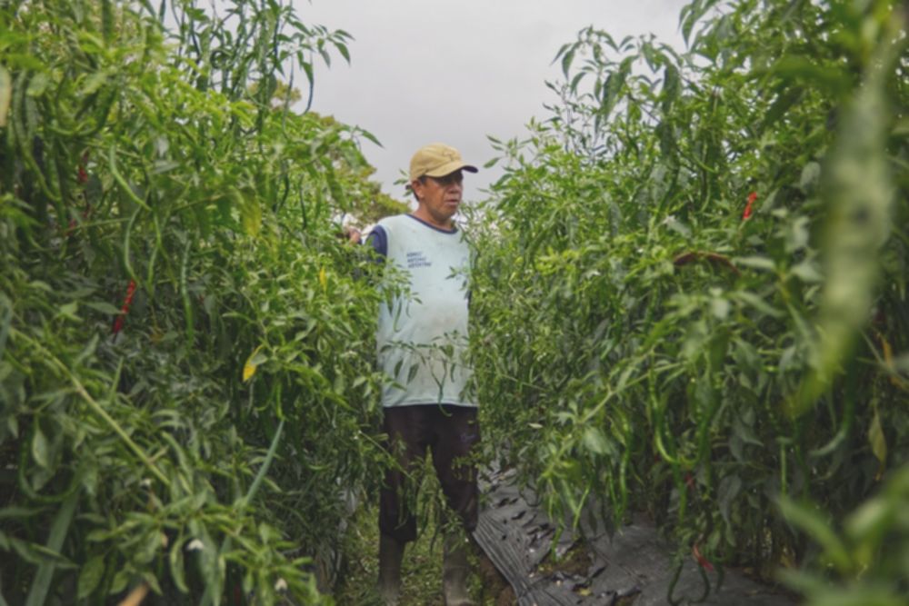 Padang Panjang Siap Panen Raya Cabai 2026: Dukungan Penuh BI!