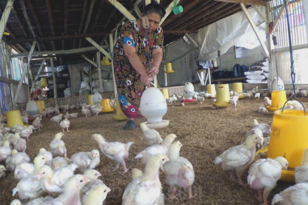 Permintaan ayam naik jelang Nataru, saham unggas kembali dilirik