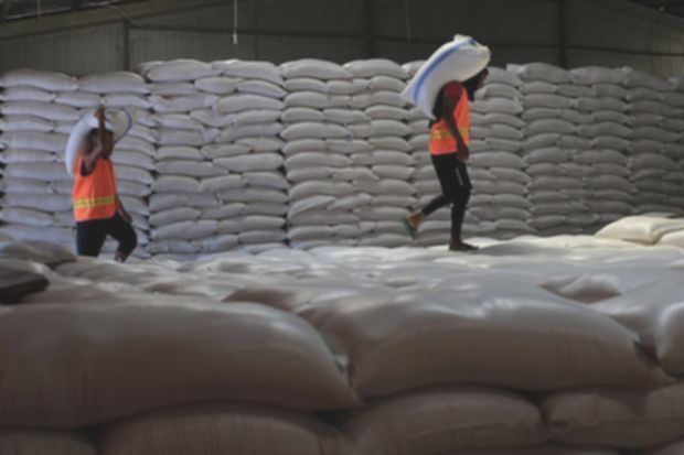 Cadangan beras RI bakal makin berlimpah imbas panen raya mulai Februari 2026