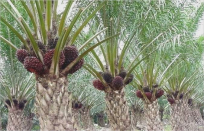 Emiten Haji Isam (PGUN) umumkan direktur utama Khairuddin Simatupang mundur