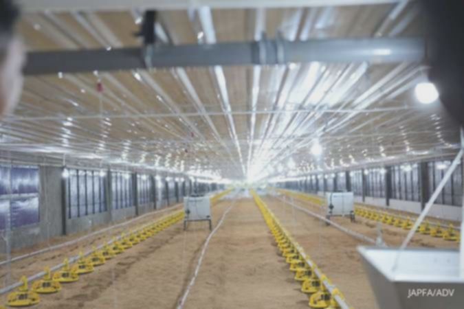 Harga ayam hidup melesat, laba Japfa Comfeed (JPFA) diproyeksi naik signifikan