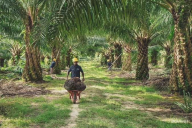 Austindo Nusantara (ANJT) Bebenah Usah Ganti Pengendali, Simak Rekomendasi Sahamnya