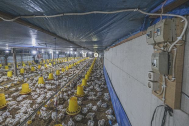 Pemerintah ingin bangun 13 peternakan ayam terintegrasi, ini lokasinya