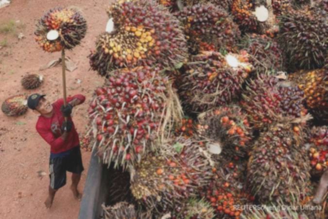 Permintaan CPO masih tinggi, emiten sawit masih prospektif di tahun 2026