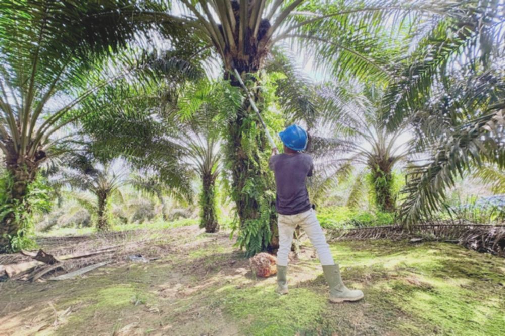 Saham CPO melaju saat kebutuhan minyak goreng Ramadan mendaki