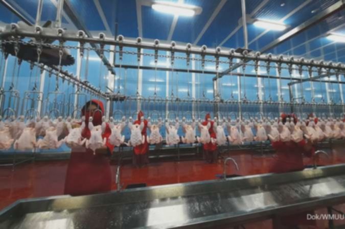 Momen Ramadan diproyeksi dorong kinerja emiten poultry di kuartal I – 2026
