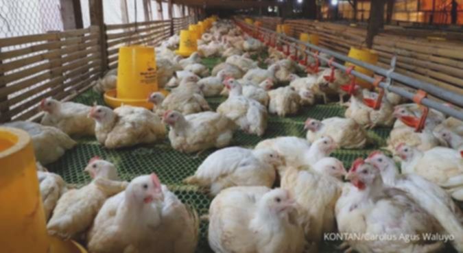 Ada wacana pengalihan wewenang impor bungkil kedelai, ini dampaknya ke emiten poultry