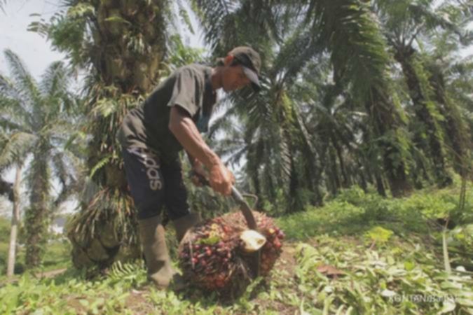 CPO masuk dalam perjanjian tarif RI-AS, begini respons Prime Agri Resources (SGRO)