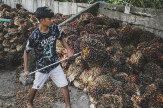 Petani sebut formula tarif pungutan ekspor sawit berisiko, minta skema fleksibel