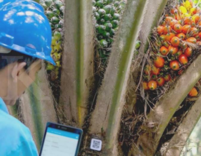 London Sumatra Indonesia (LSIP) catat penjualan Rp 5,51 triliun di 2025, naik 21% YoY